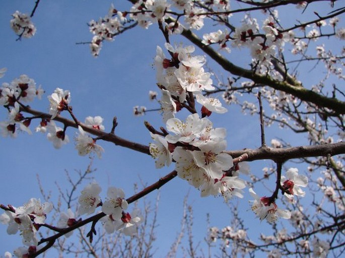 Prunus armeniaca