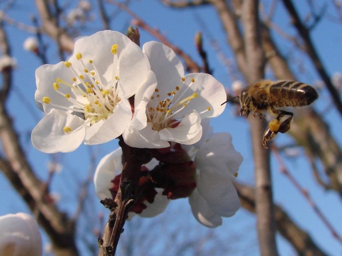 Prunus armeniaca