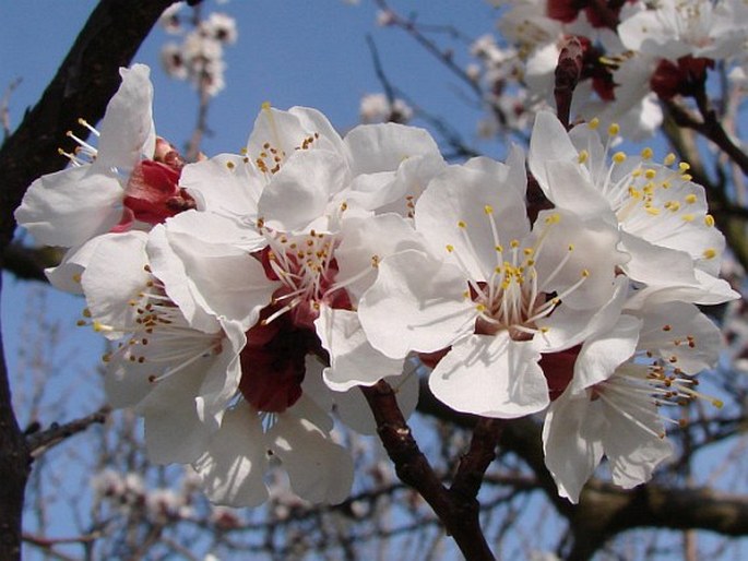 PRUNUS ARMENIACA L. - meruňka obecná / marhuľa obyčajná