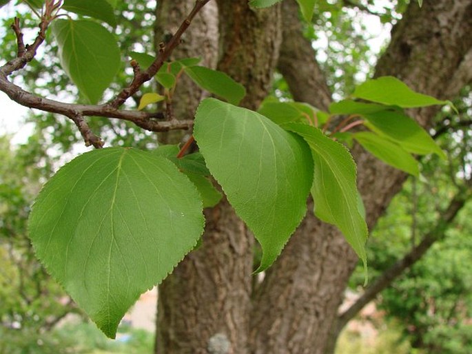 Prunus armeniaca