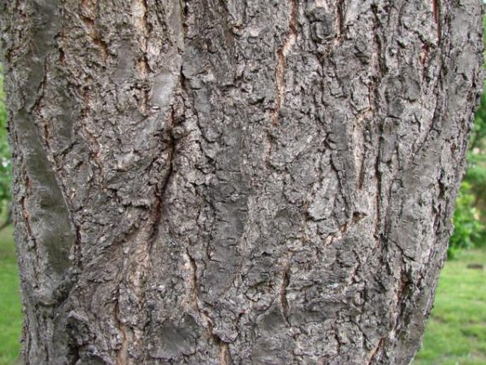 Prunus armeniaca