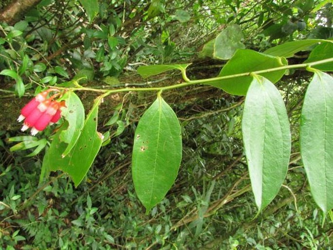 Psammisia ramiflora