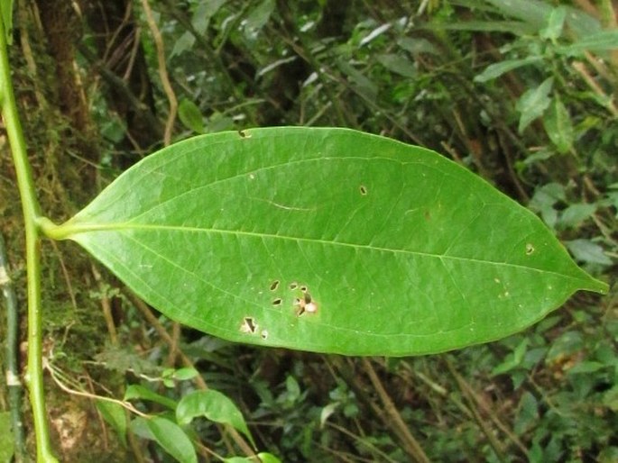 Psammisia ramiflora