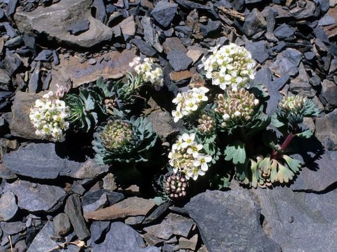 Pseudovesicaria digitata