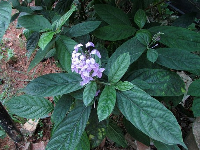 Pseuderanthemum graciflorum