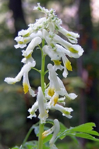 Pseudofumaria alba