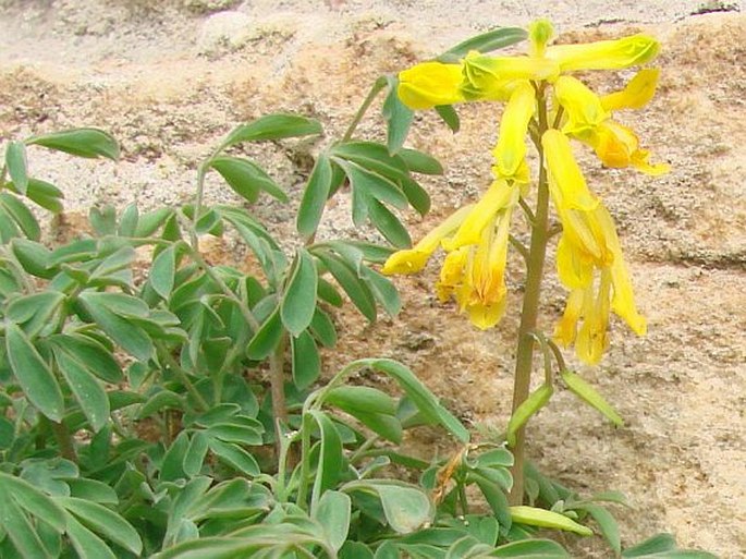 Pseudofumaria lutea