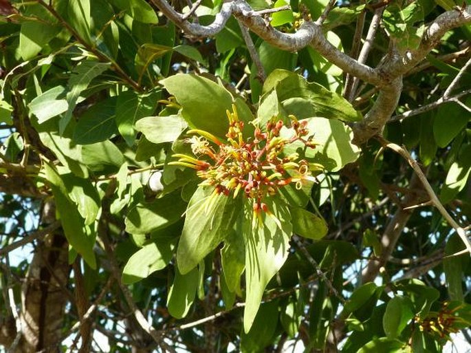 PSITTACANTHUS CUCULLARIS (Lam.) G. Don