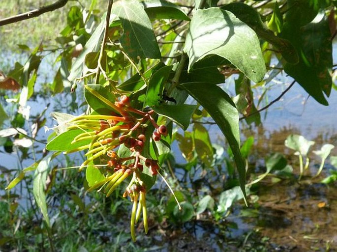 Psittacanthus cucullaris