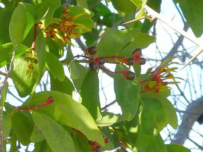 Psittacanthus cucullaris