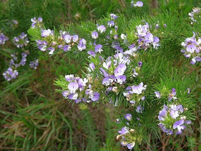 PSORALEA PINNATA L. – dětelník