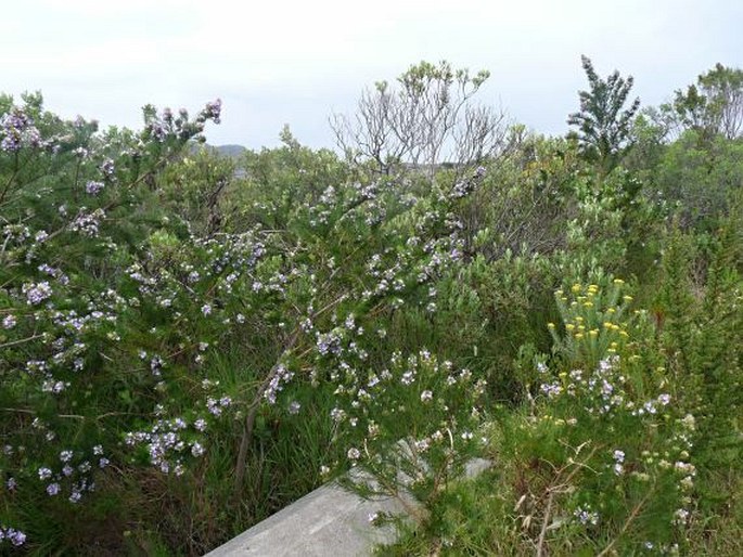 Psoralea pinnata