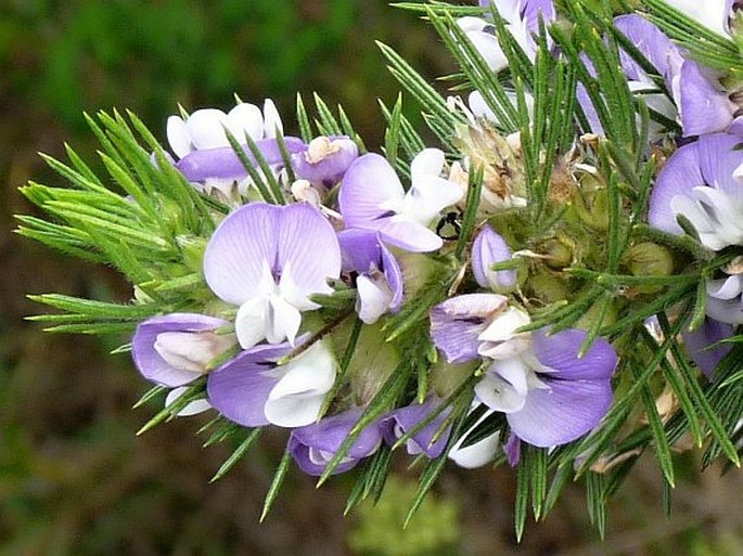 Psoralea pinnata