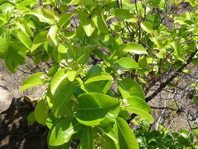 Psorospermum cerasifolium