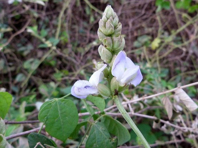 Psophocarpus scandens