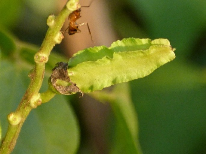 Psophocarpus scandens