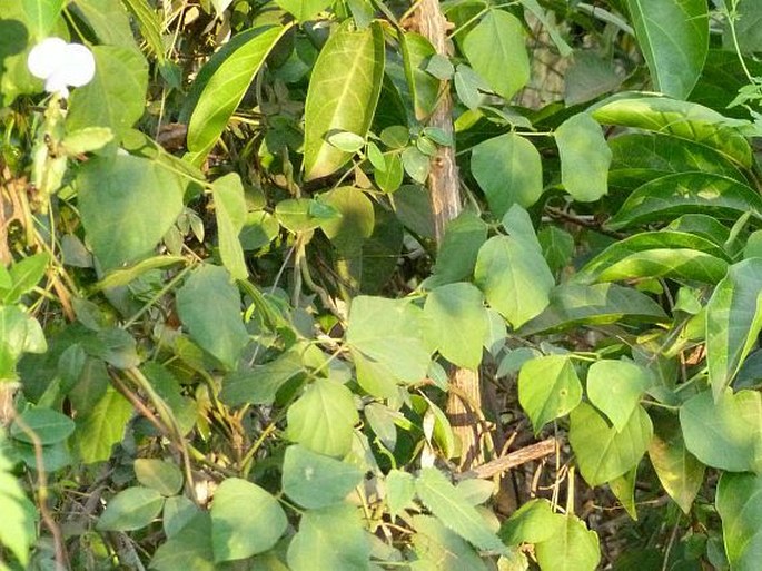 Psophocarpus scandens