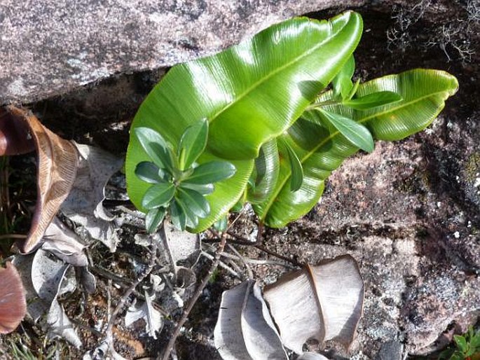 PTEROZONIUM ELAPHOGLOSSOIDES (Baker) Lellinger