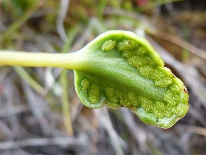 Pterozonium cyclophyllum