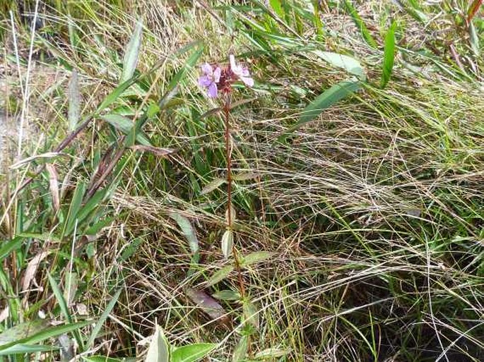 Pterolepis glomerata