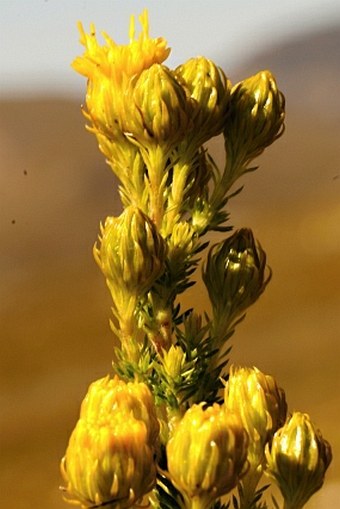 Pteronia stricta