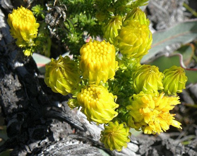 PTERONIA STRICTA Aiton