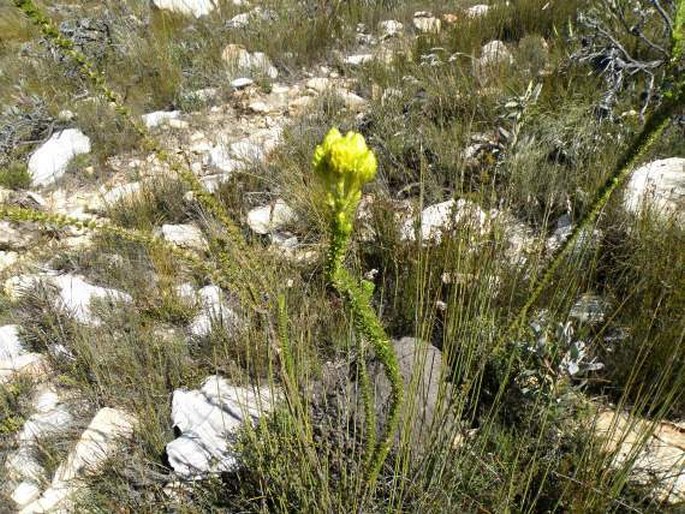 Pteronia stricta