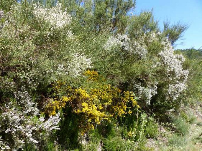 Genista tridentata