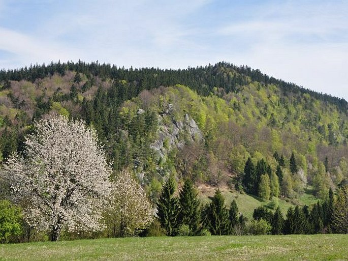 Javorníky, Pulčín-Hradisko - národní přírodní rezervace