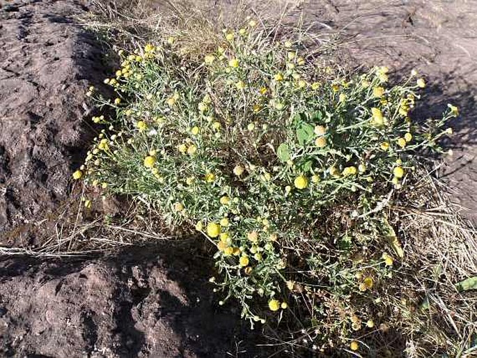 Pulicaria undulata subsp. tomentosa