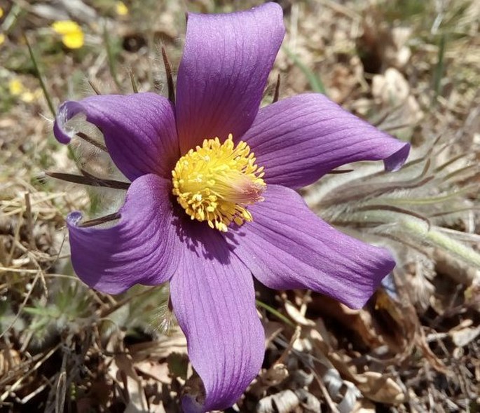 PULSATILLA STYRIACA (Pritz.) Simk. - koniklec / poniklec