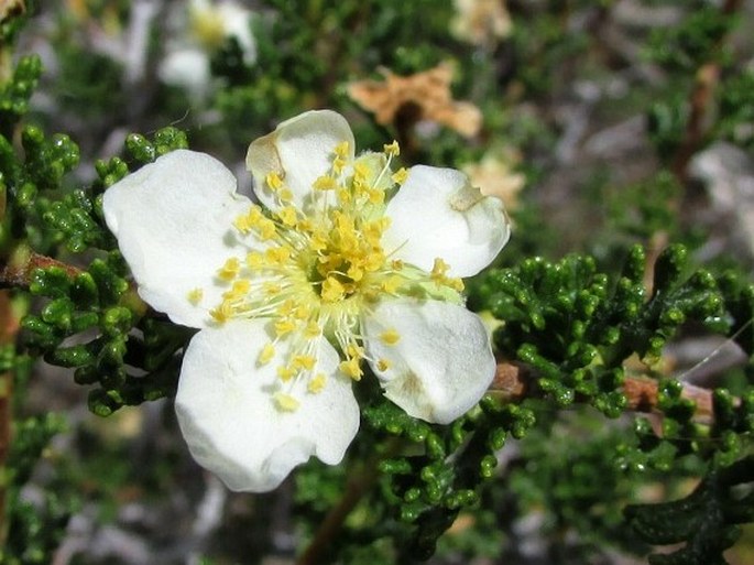 PURSHIA STANSBURYANA (Torr.) Henrickson