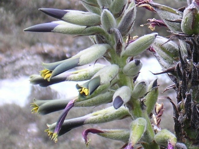 PUYA ANGUSTA L. B. Sm.