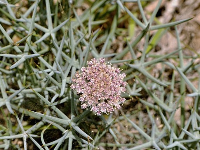 Incertae sedis: PYCNOCYCLA - Omán, Dhofar