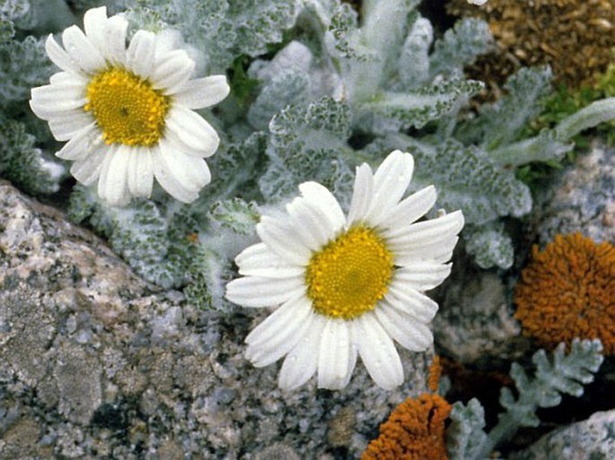 Pyrethrum leontopodium