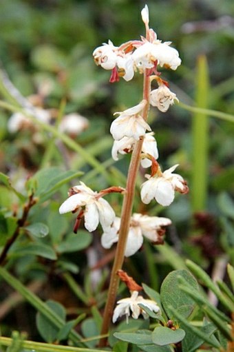 Pyrola norvegica