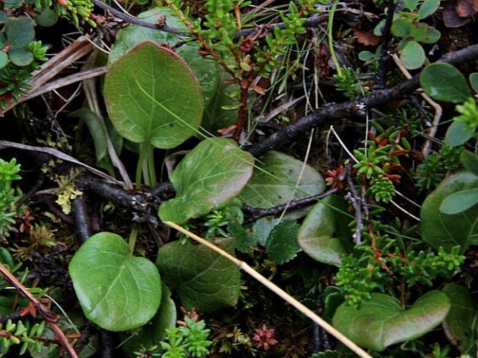 Pyrola norvegica