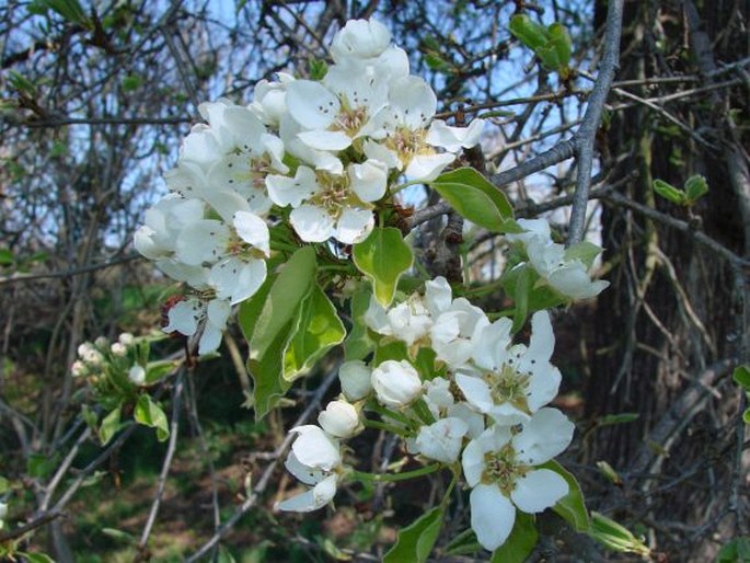 PYRUS COMMUNIS L. – hrušeň obecná / hruška obyčajná