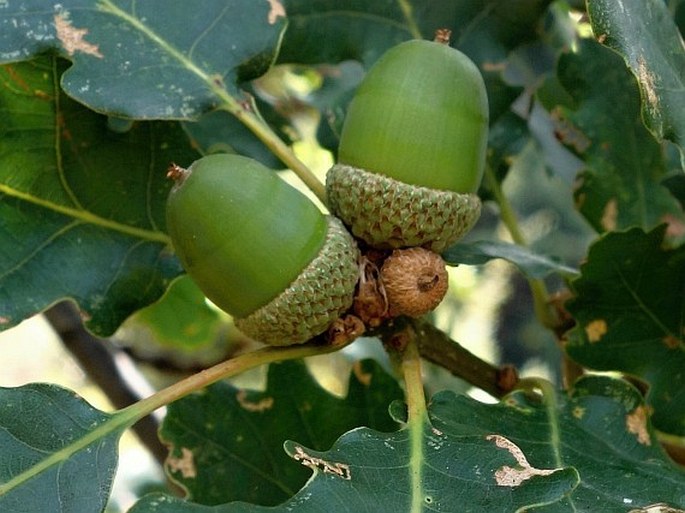 Quercus petraea subsp. austrotyrrhenica