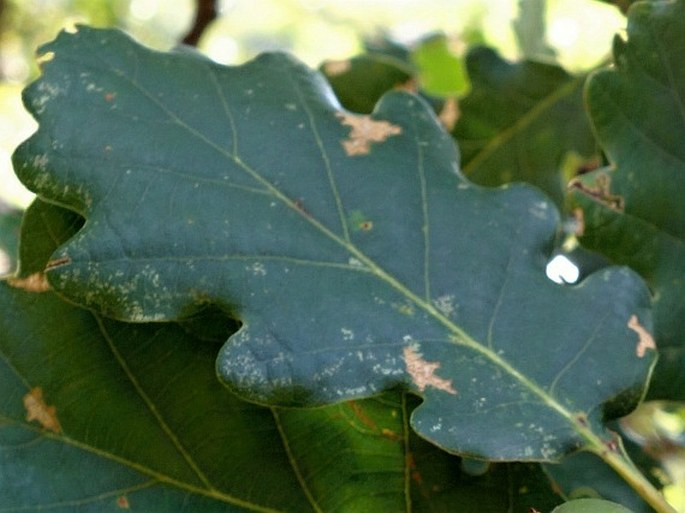 Quercus petraea subsp. austrotyrrhenica