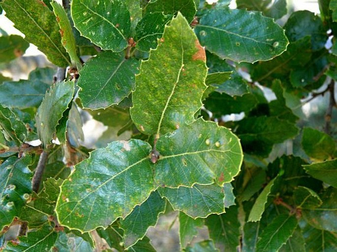 Quercus trojana