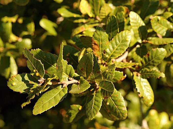 Quercus trojana