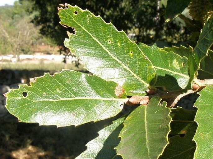 Quercus trojana