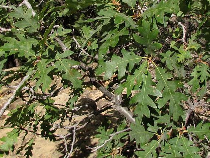 Quercus gambelii