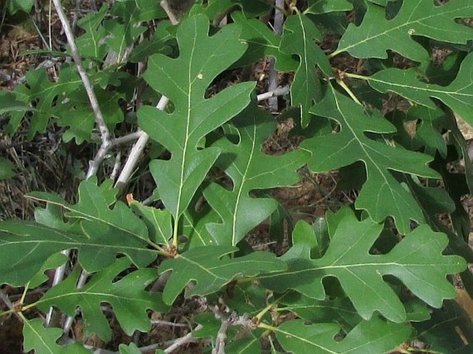Quercus gambelii