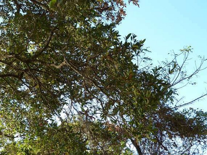 Quercus peduncularis
