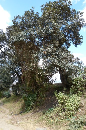Quercus purulhana