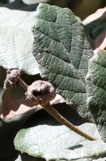 Quercus purulhana