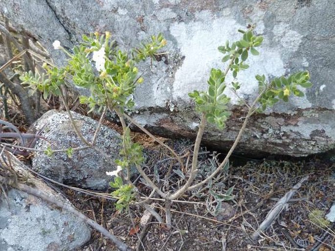 Radamaea montana