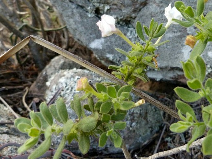 Radamaea montana